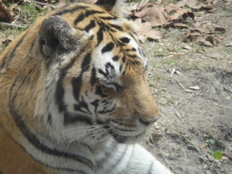 image DSC00337.JPG
