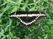 image butterfly1024.jpg