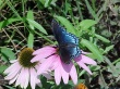 image butterfly21024.jpg