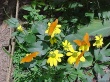 image butterfly31024.jpg